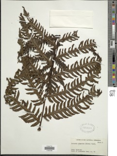 Tectaria gigantea image