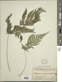 Parapolystichum munitum image