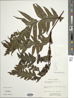 Tectaria subebenea image