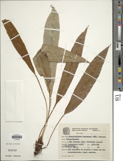Elaphoglossum macahense image