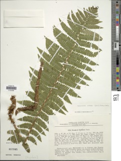 Dryopteris affinis subsp. affinis image