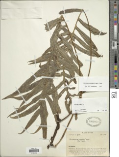 Phymatosorus parksii image