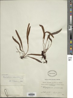 Elaphoglossum viscidum image