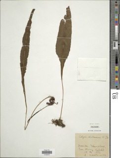 Leptochilus shintenensis image
