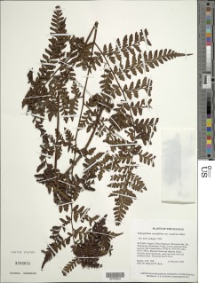 Triplophyllum crassifolium image
