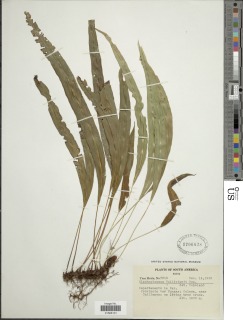 Elaphoglossum balliviani image