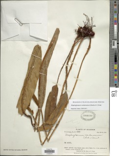 Elaphoglossum corderoanum image