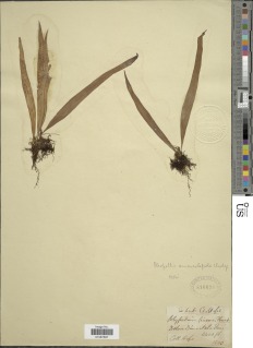 Lepisorus amaurolepidus image