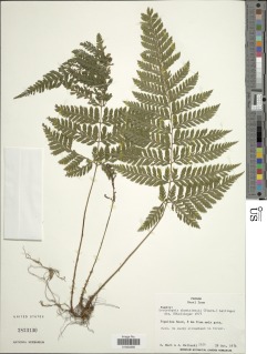 Image of Lastreopsis exculta