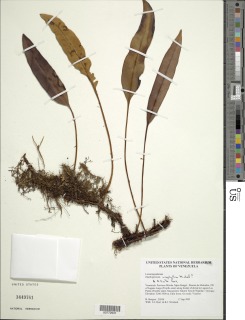Elaphoglossum urophyllum image