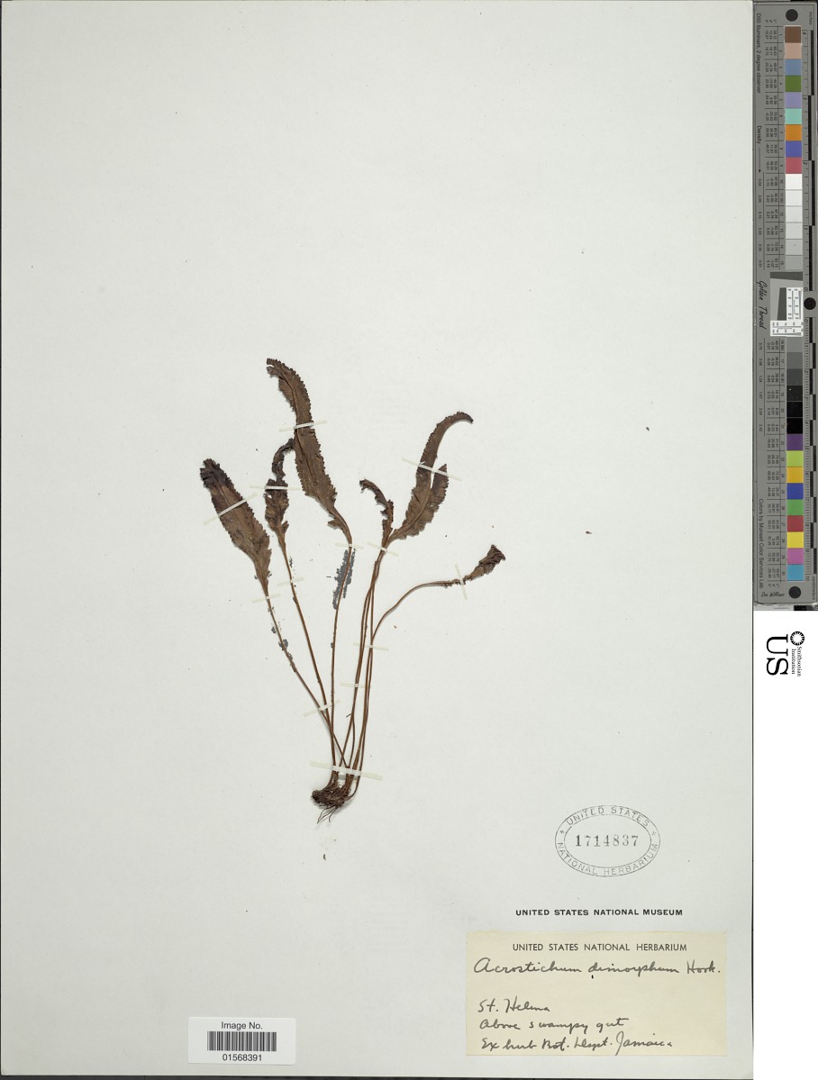 Elaphoglossum dimorphum image