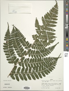 Triplophyllum jenseniae image