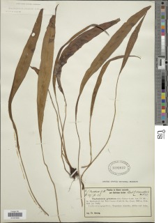 Elaphoglossum yungense image