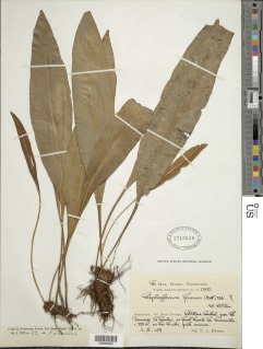 Elaphoglossum hoffmannii image