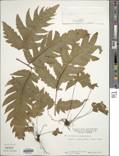 Tectaria tahitensis image