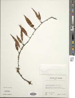 Davallia heterophylla image