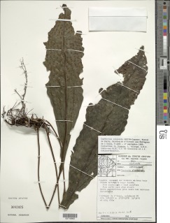 Dracoglossum sinuatum image