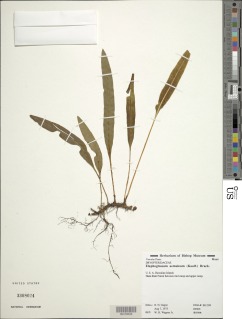 Elaphoglossum aemulum image