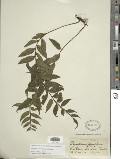 Lomariopsis maxonii image
