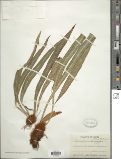 Elaphoglossum herminieri image