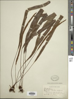 Elaphoglossum dussii image