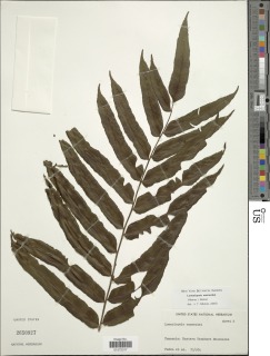 Lomariopsis warneckei image