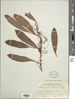 Elaphoglossum wrightii image