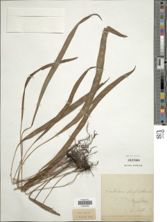 Elaphoglossum stenophyllum image
