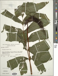 Tectaria incisa f. vivipara image