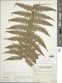 Image of Megalastrum albidum