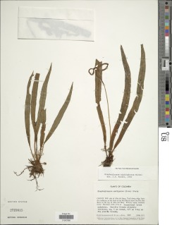Image of Elaphoglossum xiphiophorum