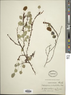 Elaphoglossum cardiophyllum image