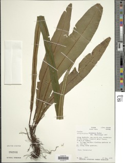 Tectaria panamensis image