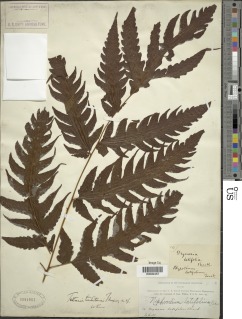 Tectaria tahitensis image