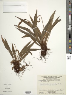 Elaphoglossum acrocarpum image