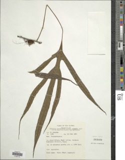 Phymatosorus cromwellii image