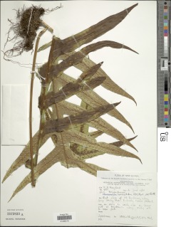 Phymatosorus commutatus image