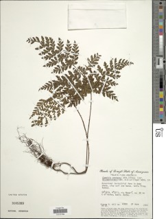 Triplophyllum dicksonioides image