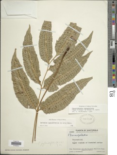 Phanerophlebia juglandifolia image