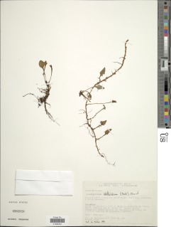 Elaphoglossum deltoideum image