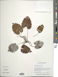 Tectaria labrusca image