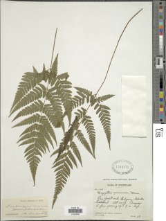 Lastreopsis wurunuran image