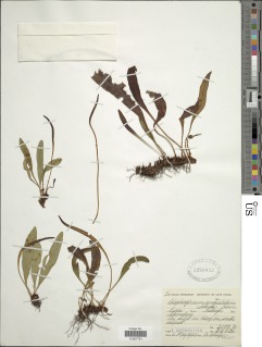 Elaphoglossum angustatum image
