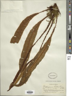 Elaphoglossum hirtum image
