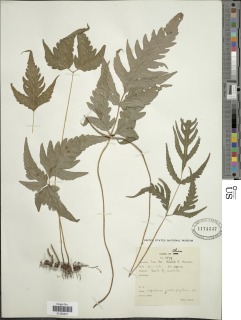 Tectaria subtriphylla image