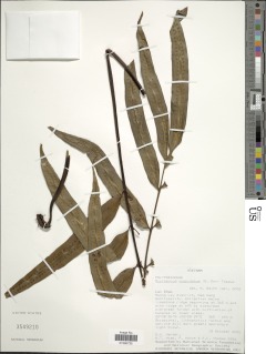 Phymatosorus cuspidatus subsp. cuspidatus image