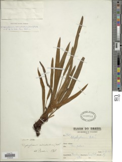 Elaphoglossum actinotrichum image