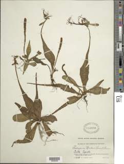 Tectaria hookeri image