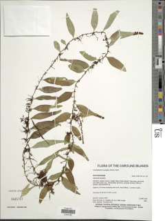 Lemmaphyllum accedens image