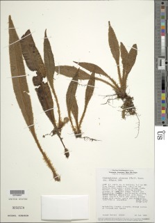 Elaphoglossum plumosum image